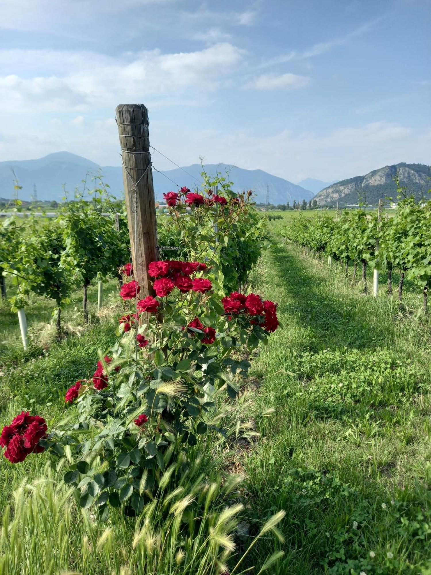Apartmán La Corte Del Bona - Vicino Alle Cantine E A Circa 15 Minuti Dal Lago Di Iseo - Erbusco Exteriér fotografie